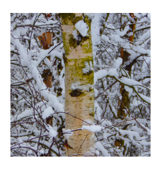 Polaroid Photography