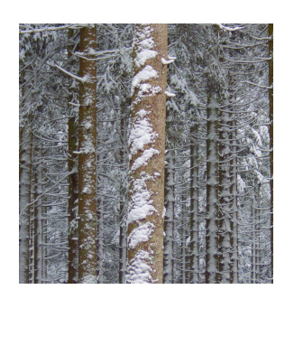 Polaroid Photography